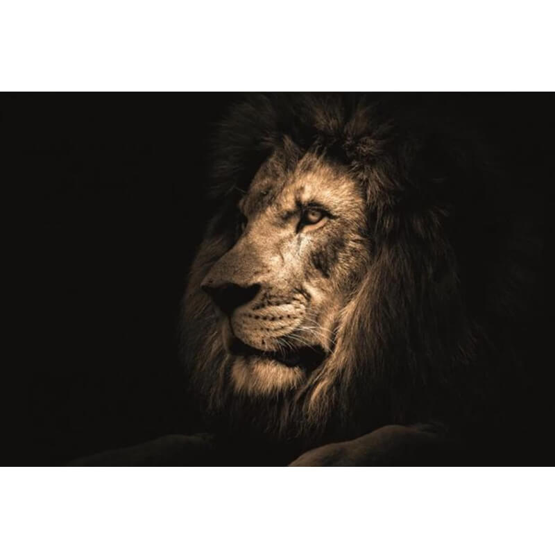 Glasschilderij Lion face - 120x80 cm